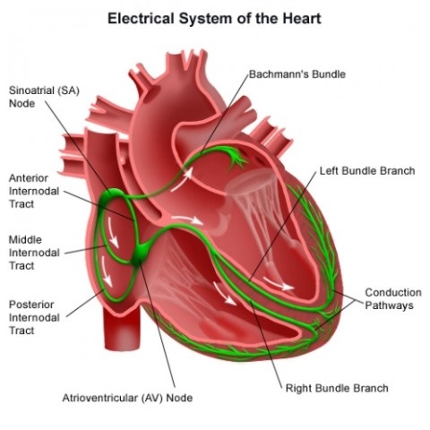 سیستم الکتریکی قلب و نوار قلب