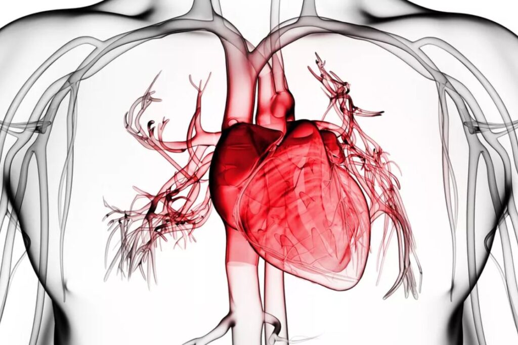 انواع بیماری های قلبی و عروقی